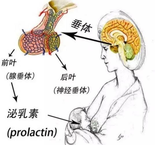 垂体泌乳素瘤