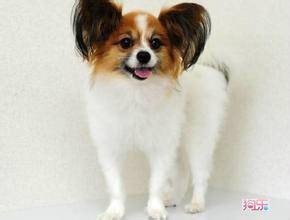 蝴蝶犬