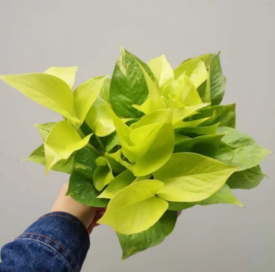 黄金葛类植物