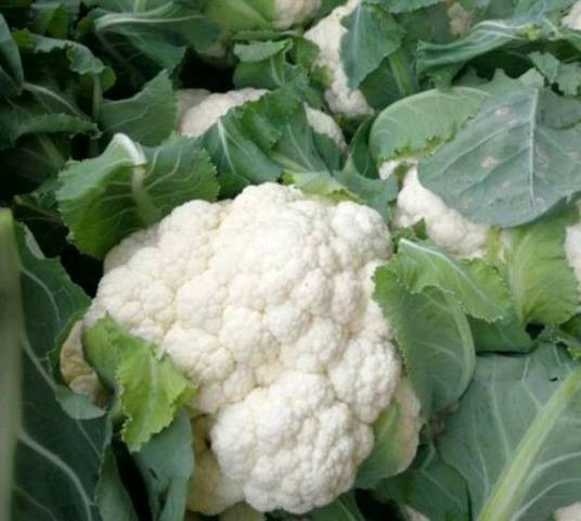 福门（花椰菜品种）