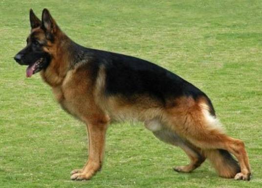 德国牧羊犬（原产于德国的牧羊犬犬种）