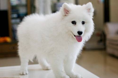 银狐犬（原产于日本的独立犬种）