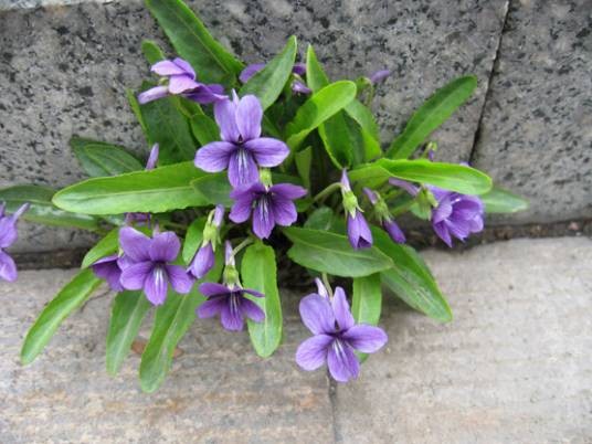 紫花地丁（堇菜科堇菜属紫花地丁）