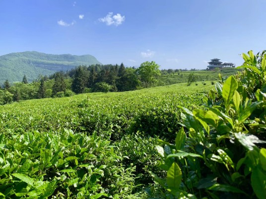武隆高山茶