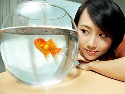 金鱼缸效应