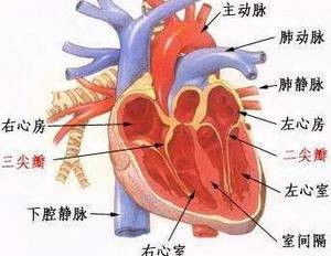 主动脉