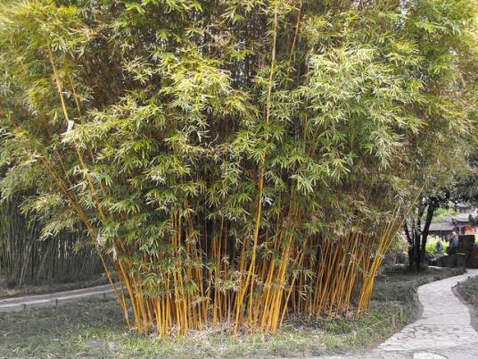 小琴丝竹