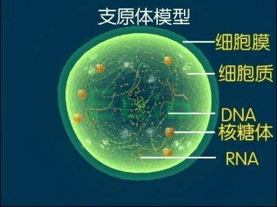 解脲支原体