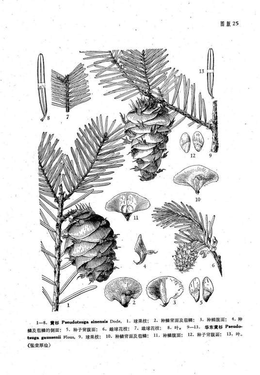 黄杉（松科黄杉属植物）