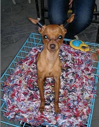 小鹿犬