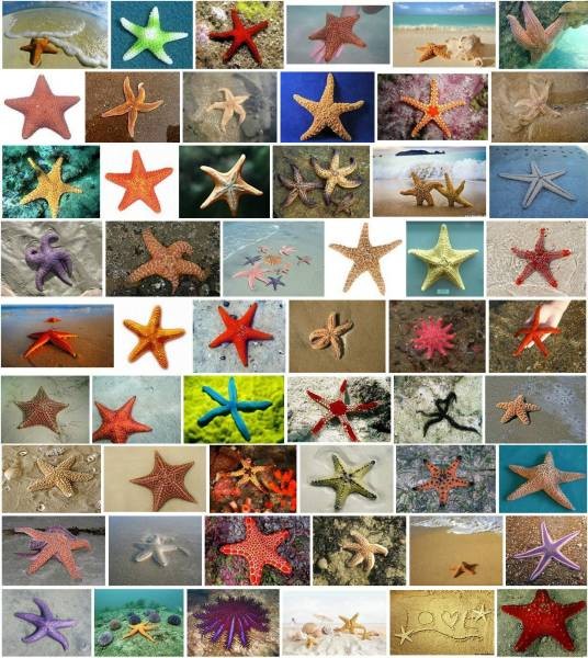海星（棘皮动物门海星纲动物）