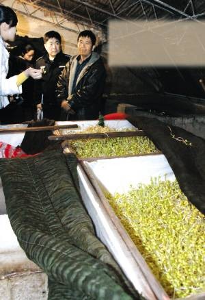 毒豆芽