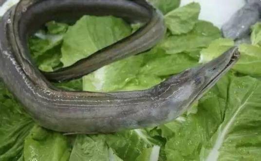 海鳗鲡
