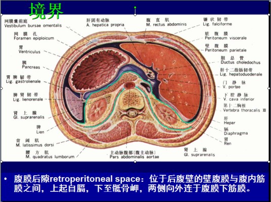 腹膜后隙
