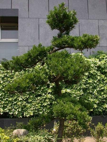 兰屿罗汉松