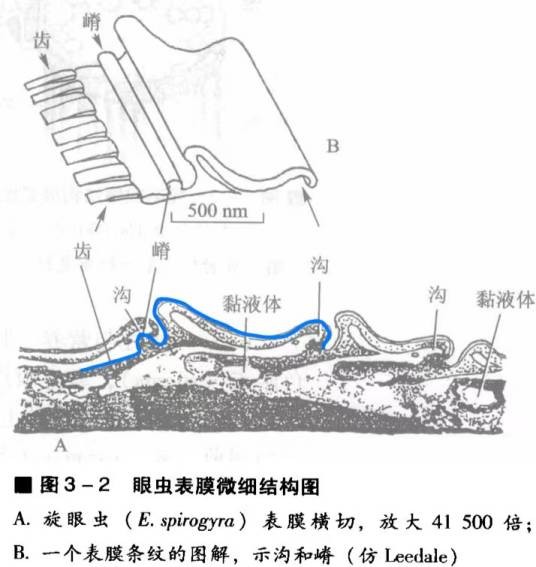 表膜