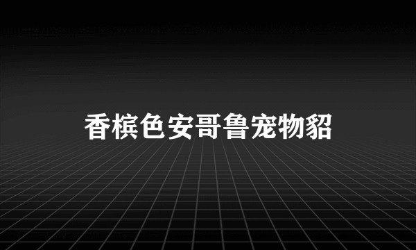 香槟色安哥鲁宠物貂