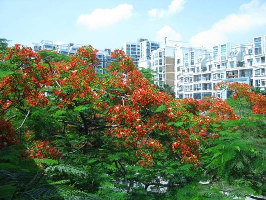 桃源居社区（广东省深圳市宝安区楼盘）