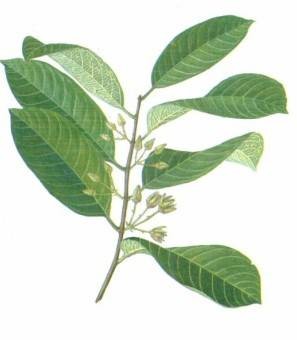 黑风藤（番荔枝科瓜馥木属植物）