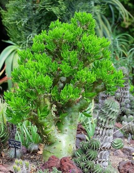 阿房宫（景天科植物）