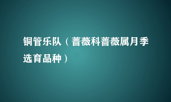 铜管乐队（蔷薇科蔷薇属月季选育品种）