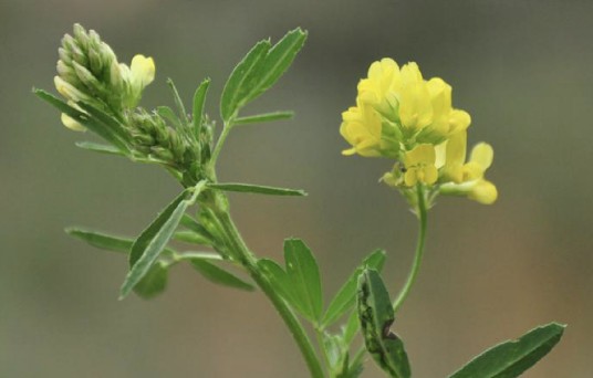 野苜蓿（豆科苜蓿属植物）