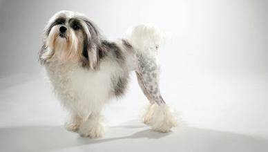 罗秦犬