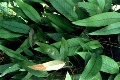 石韦（水龙骨科石韦属植物）