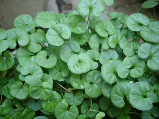 马蹄金(旋花科马蹄金属植物)