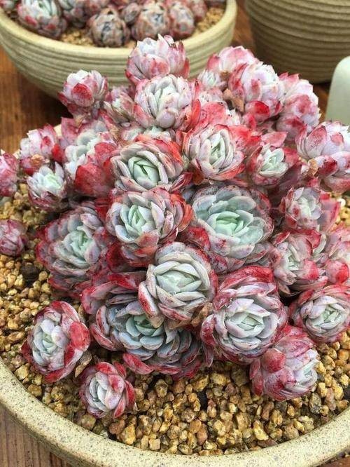 贝瑞（番茄属植物）