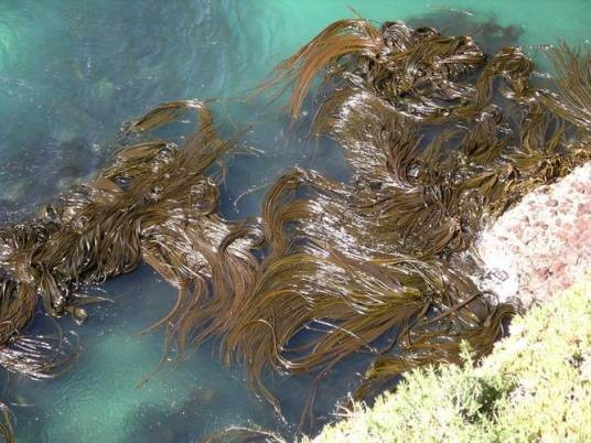 海茸