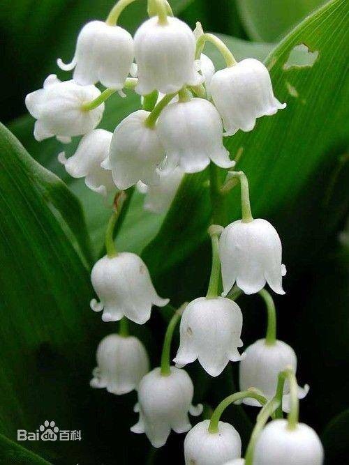 铃兰（天门冬科铃兰属植物）