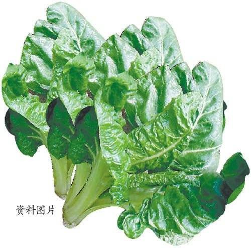 莙荙菜（苋科甜菜属植物）