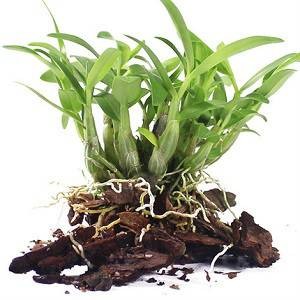 石斛（兰科石斛属的一种植物）