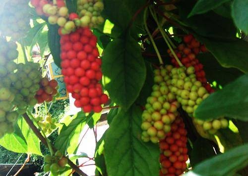 五味子（五味子科五味子属植物）