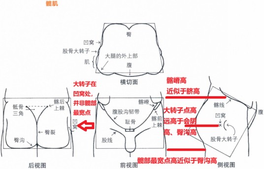 臀线