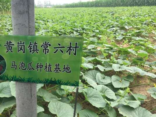 马瓟瓜