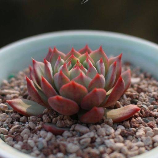 棱镜（景天科拟石莲属植物）