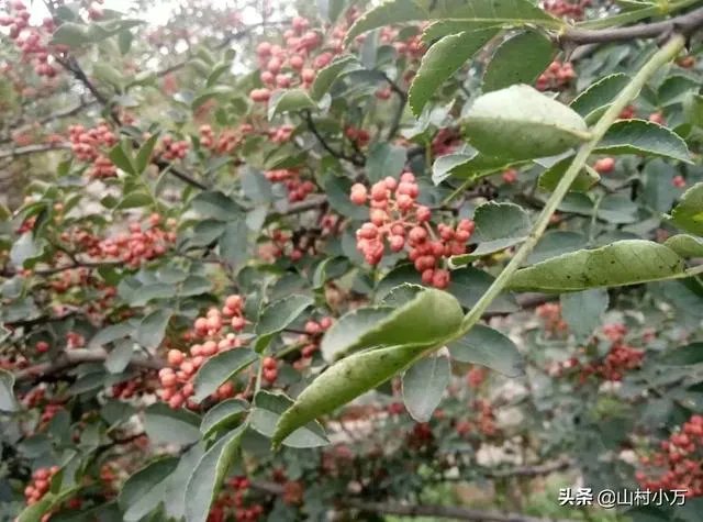 今年花椒树狂枝多怎么办?