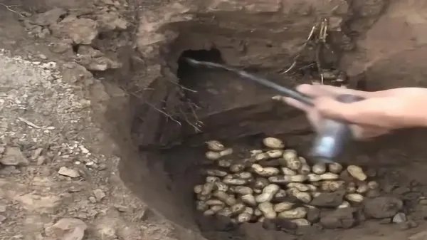老鼠窝挖到20斤花生,网友:老鼠一夜破产!老鼠也会提前藏食物吗?