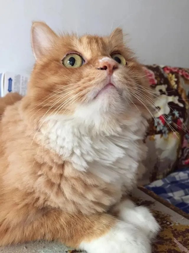 当你的猫或者狗狗去世之后,你还会再养吗?