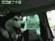 萨摩耶到底有多蠢?