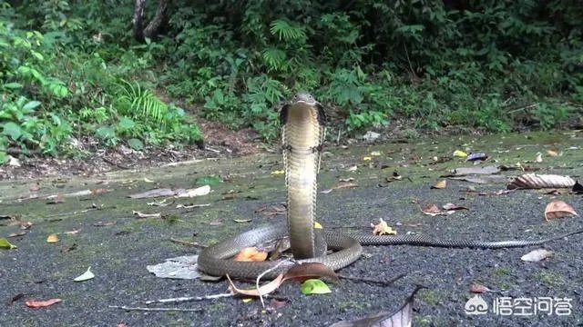 蛇怕烟油