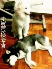 萨摩耶到底有多蠢?