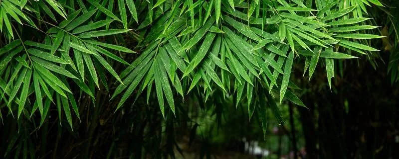 竹子是生长速度最快的植物,为什么它能长得这么快