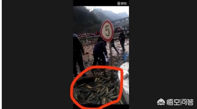 云南盐津发生交通事故,造成5人遇难8人受伤,几吨鱼从天而降是怎么回事?