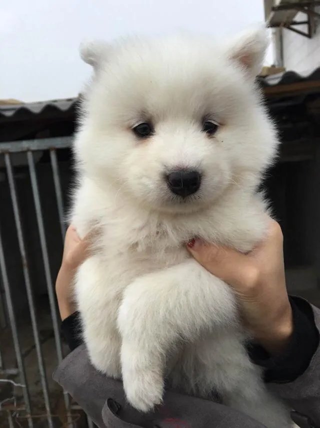 萨摩耶到底有多蠢?