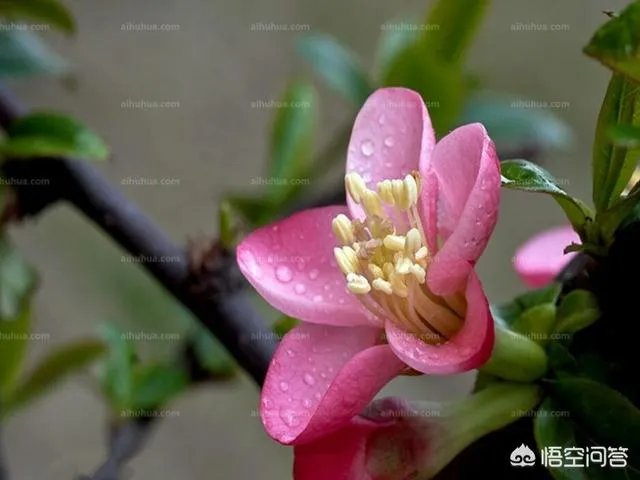 下图这是什么花？