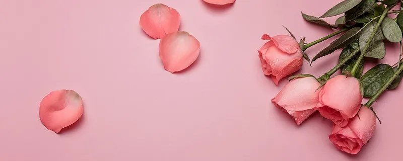 送玫瑰花的数量有什么意义 送人玫瑰数量的意义