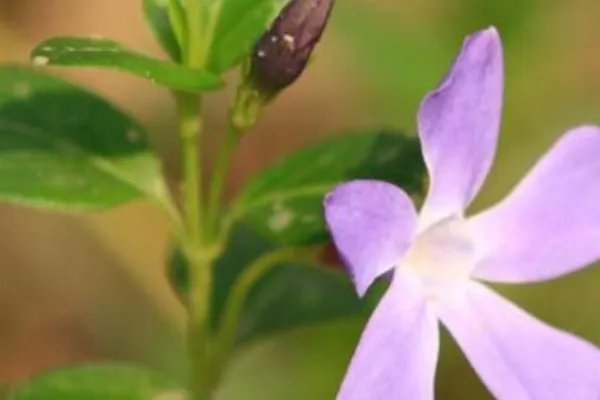 北方四季常青又耐寒的花树有哪些？